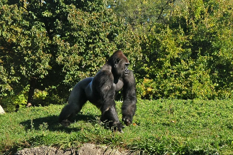 5-Day Murchison Falls &amp; Kibale Chimpanzee Safari gallery image
